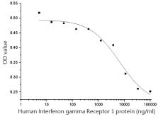 Human Interferon gamma Receptor 1 protein, His tag (active). GTX01423-pro
