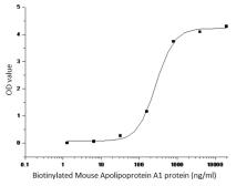 Mouse Apolipoprotein A1 protein, human IgG1 Fc tag. GTX01433-pro