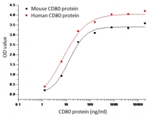 Mouse CD80 protein, human IgG1 Fc tag. GTX01434-pro