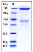 Mouse c-Met protein, human IgG1 Fc tag. GTX01435-pro