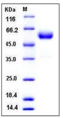 Mouse CTLA4 protein, human IgG1 Fc tag (active). GTX01436-pro