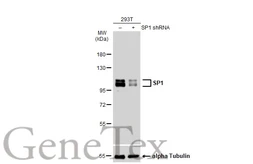 Anti-SP1 antibody [GT1220] used in Western Blot (WB). GTX01528