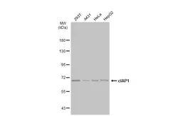 Anti-cIAP1 antibody [GT1222] used in Western Blot (WB). GTX01530