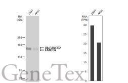 Anti-FANCD2 antibody [GT1223] used in Western Blot (WB). GTX01531