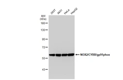 Anti-NOX2 / gp91phox antibody [GT1225] used in Western Blot (WB). GTX01533