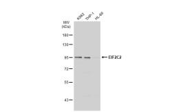 Anti-EIF2C2 antibody [GT1226] used in Western Blot (WB). GTX01534