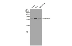 Anti-Bcl-XL antibody [GT1227] used in Western Blot (WB). GTX01535