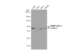 Anti-Cullin 3 antibody [GT1229] used in Western Blot (WB). GTX01537