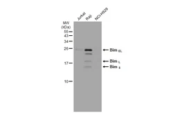 Anti-Bim antibody [GT1234] used in Western Blot (WB). GTX01542
