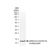 SARS-CoV-2 (COVID-19) Envelope protein, His and Avi tag. GTX01547-pro