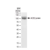 Human ACE2 (ECD) protein, His and Avi tag (active). GTX01550-pro