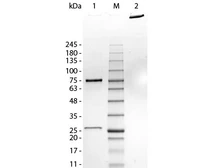 Human IgM protein. GTX01553-pro