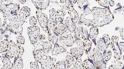 Anti-p57 Kip2 antibody [25B2] used in IHC (Paraffin sections) (IHC-P). GTX01862
