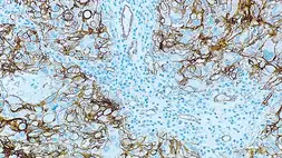 Anti-CD146 antibody [N1238] used in IHC (Paraffin sections) (IHC-P). GTX01919