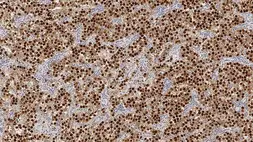 Anti-Oct4 antibody [N1NK] used in IHC (Paraffin sections) (IHC-P). GTX01931