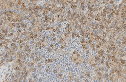 Anti-CD4 antibody [4B12] used in IHC (Paraffin sections) (IHC-P). GTX01951