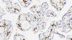 Anti-CD163 antibody [10D6] used in IHC (Paraffin sections) (IHC-P). GTX01963