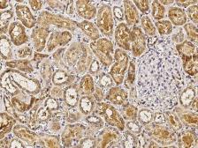 Anti-IL1 Receptor antagonist antibody [005] used in IHC (Paraffin sections) (IHC-P). GTX02003