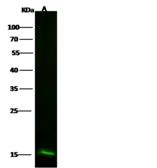 Anti-Profilin 2 antibody [010] used in Western Blot (WB). GTX02019