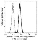 Anti-Coxsackie Adenovirus Receptor antibody [271] used in Flow cytometry (FACS). GTX02123