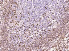 Anti-IL16 antibody [55] used in IHC (Paraffin sections) (IHC-P). GTX02138