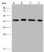 Anti-EIF3F antibody used in Western Blot (WB). GTX02189