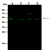 Anti-RING1 antibody used in Western Blot (WB). GTX02396