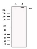 Anti-REV3L antibody used in Western Blot (WB). GTX02533