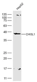 Anti-CHI3L1 antibody used in Western Blot (WB). GTX02539