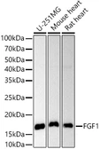 Anti-FGF1 antibody used in Western Blot (WB). GTX02555