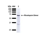 Anti-Rhodopsin antibody [4D2] used in Western Blot (WB). GTX02563