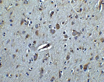 Anti-TET3 antibody used in IHC (Paraffin sections) (IHC-P). GTX02579