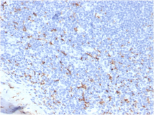 Anti-CD163 antibody [M130/3708R] used in IHC (Paraffin sections) (IHC-P). GTX02599