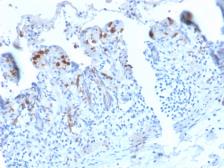 Anti-DC-SIGN antibody [C209/2749R] used in IHC (Paraffin sections) (IHC-P). GTX02600