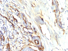 Anti-CD34 antibody [HPCA1/2598R] used in IHC (Paraffin sections) (IHC-P). GTX02602