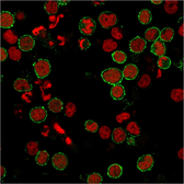 Anti-CD6 antibody [C6/2884R] used in Immunocytochemistry/ Immunofluorescence (ICC/IF). GTX02609