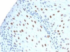 Anti-p21 Cip1 antibody [CIP1/2275R] used in IHC (Paraffin sections) (IHC-P). GTX02619