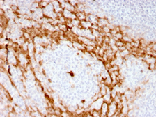 Anti-G-CSF antibody [CSF3/3166R] used in IHC (Paraffin sections) (IHC-P). GTX02625