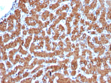 Anti-Cytochrome C antibody [CYCS/3128R] used in IHC (Paraffin sections) (IHC-P). GTX02626