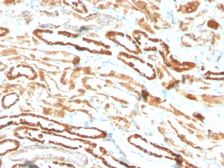 Anti-EPO antibody [EPO/3793R] used in IHC (Paraffin sections) (IHC-P). GTX02631