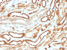 Anti-EPO antibody [rEPO/1367] used in IHC (Paraffin sections) (IHC-P). GTX02632