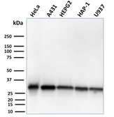 Anti-MTAP antibody [MTAP/3137R] used in Western Blot (WB). GTX02677