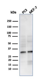 Anti-NKX2.8 antibody [NKX28/3233R] used in Western Blot (WB). GTX02689