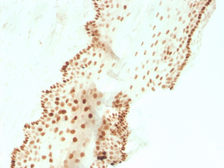 Anti-SOX2 antibody [SOX2/3811R] used in IHC (Paraffin sections) (IHC-P). GTX02710