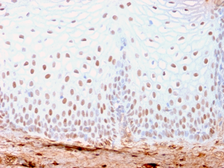 Anti-SOX2 antibody [SOX2/3169R] used in IHC (Paraffin sections) (IHC-P). GTX02711