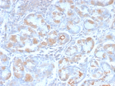 Anti-TFF1 antibody [TFF1/2969R] used in IHC (Paraffin sections) (IHC-P). GTX02718