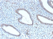 Anti-TLE1 antibody [TLE1/2946R] used in IHC (Paraffin sections) (IHC-P). GTX02723