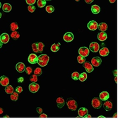 Anti-MHC Class II antibody [rHLA-Pan/3475] used in Immunocytochemistry/ Immunofluorescence (ICC/IF). GTX02759