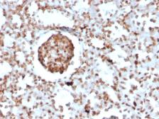 Anti-BrdU antibody [BRD2888R] used in IHC (Paraffin sections) (IHC-P). GTX02762