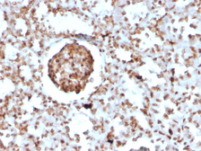 Anti-BrdU antibody [BRD2888R] used in IHC (Paraffin sections) (IHC-P). GTX02762